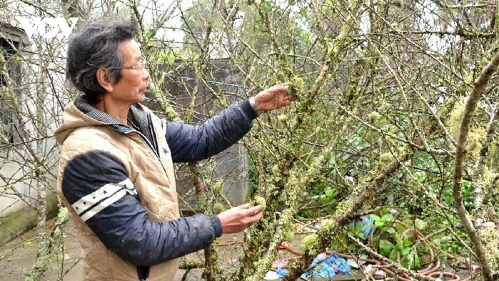 Lào Cai không dán tem truy xuất nguồn gốc cây đào