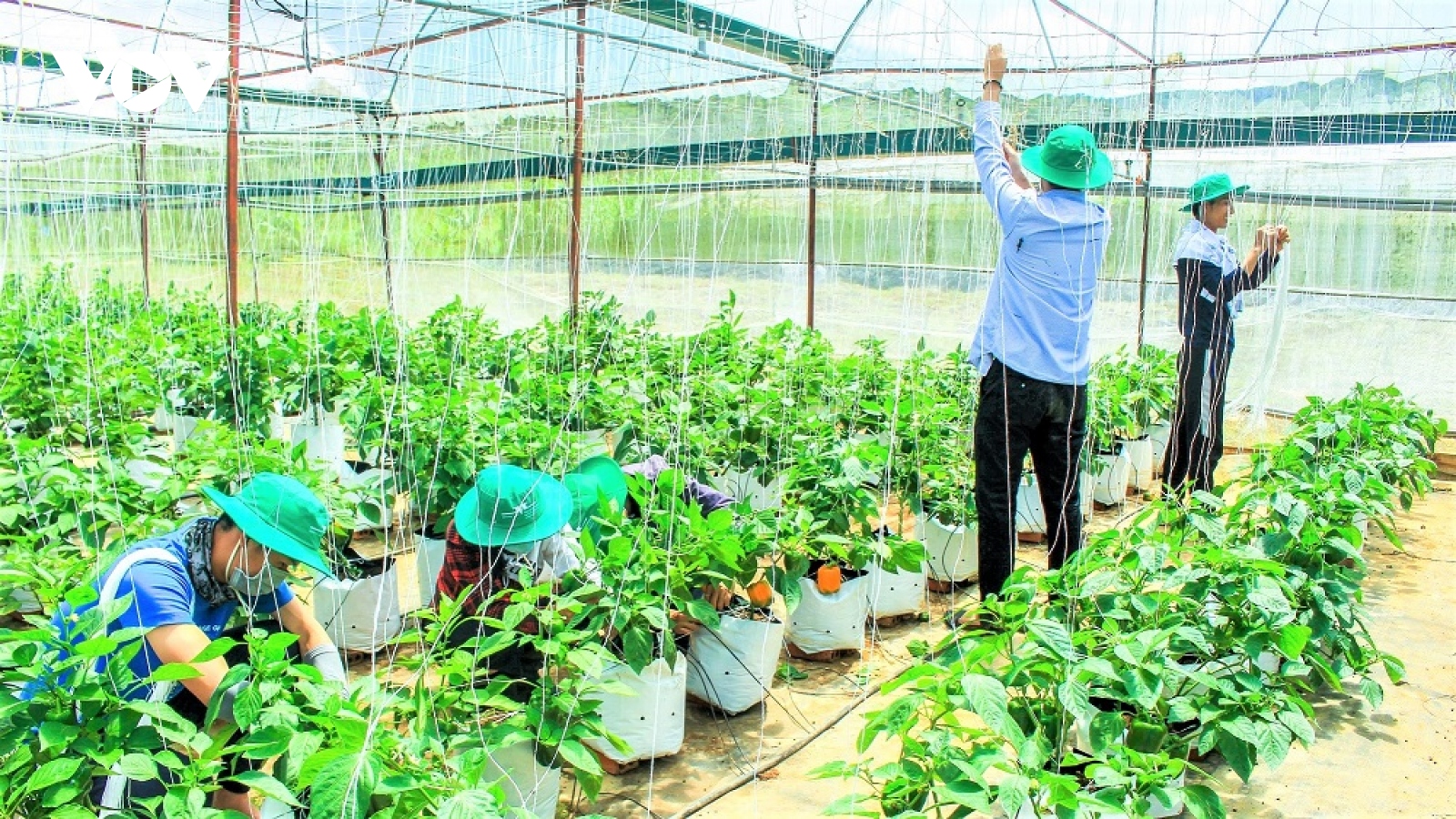 Khi người trẻ quay về với nông nghiệp