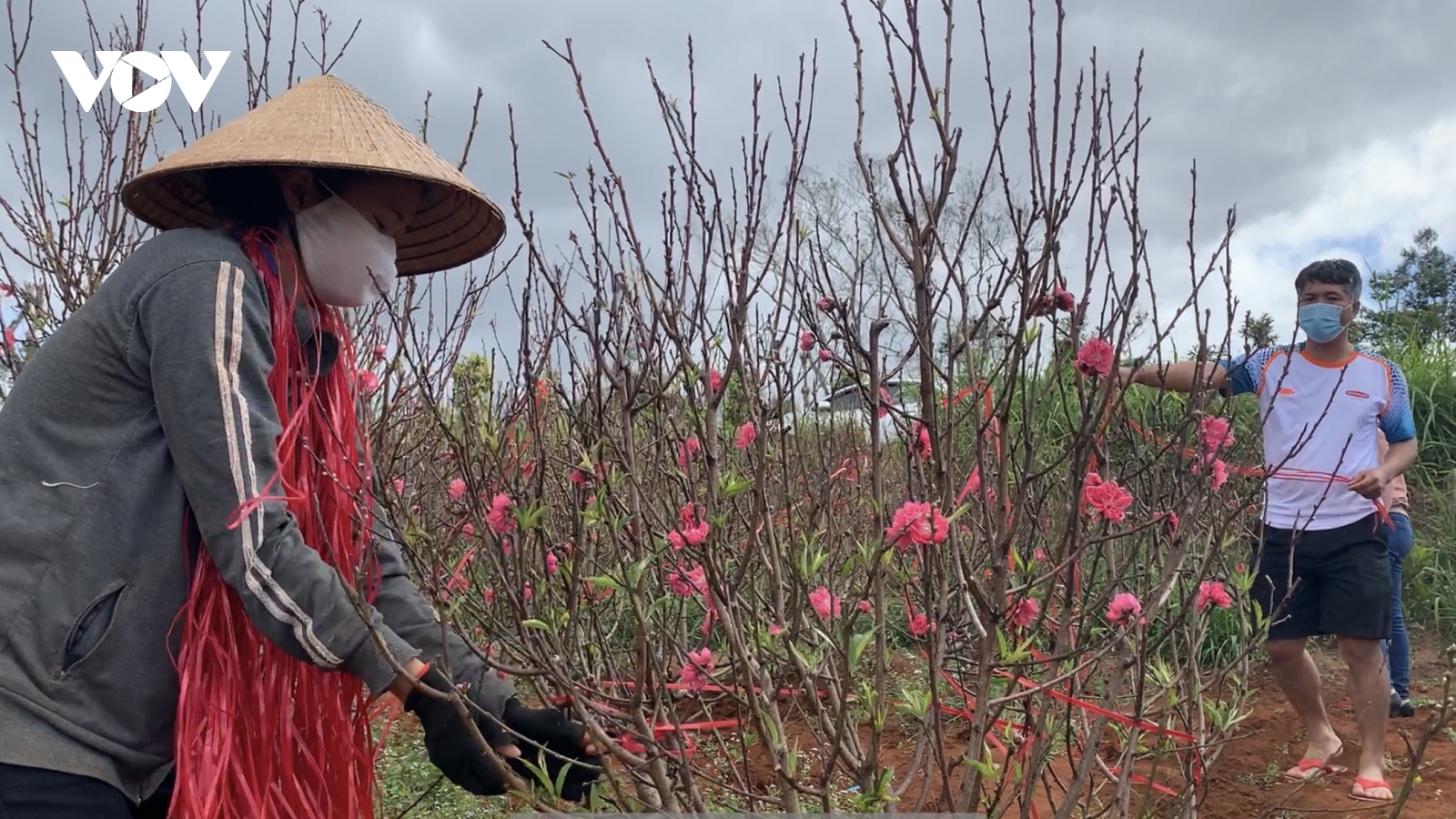Hoa đào đất đỏ Tây Nguyên hút khách