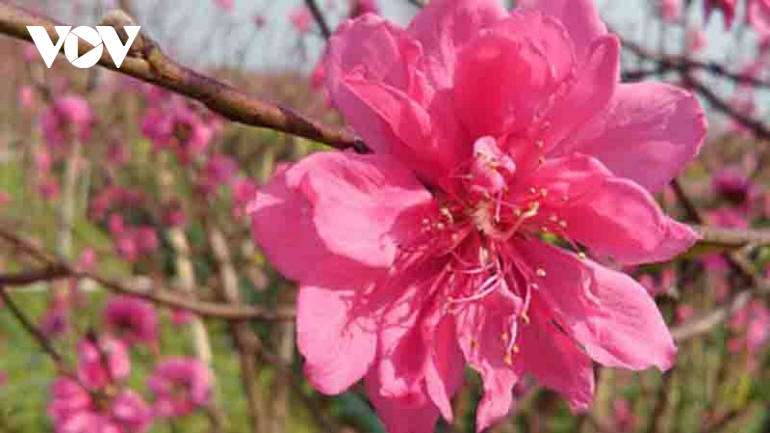 Nhat Tan peach blossoms in full bloom ahead of Tet