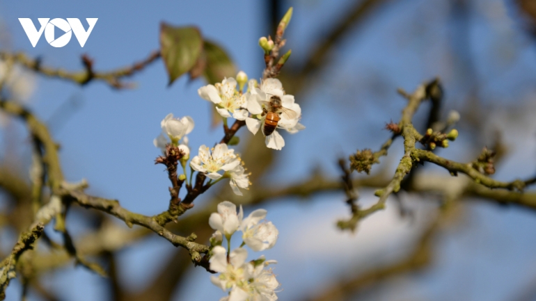 Plum blossoms signal spring arrives on Moc Chau Plateau