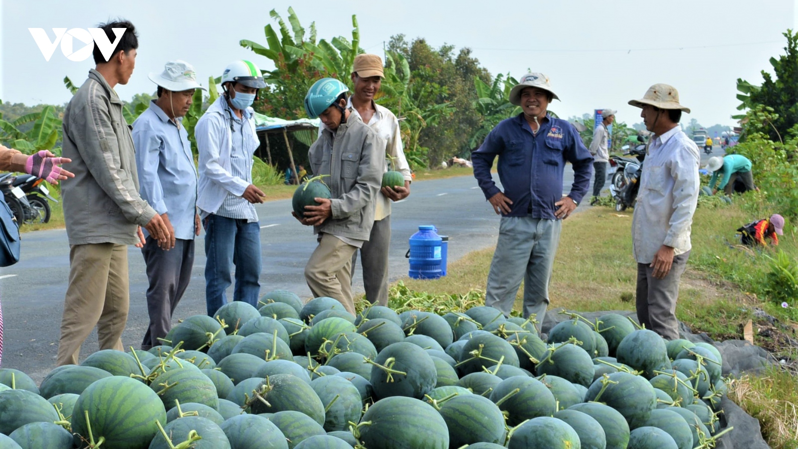 Vụ dưa đón Tết trên đất mặn, giúp người dân tăng thu nhập