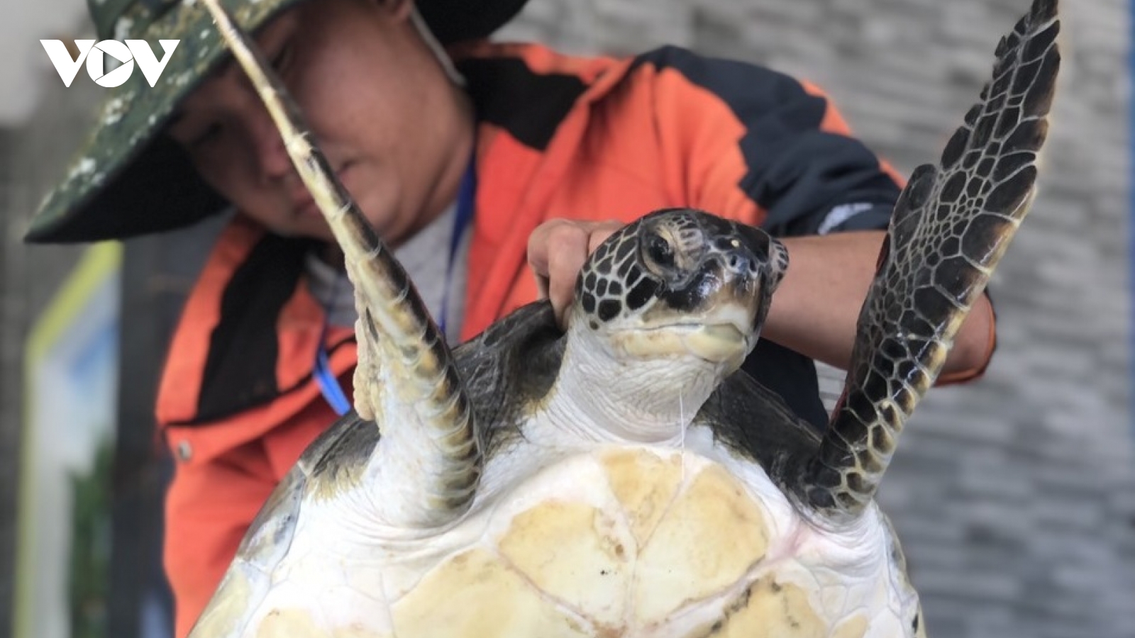 Ngư dân Quảng Nam bàn giao một cá thể rùa biển nặng hơn 10kg