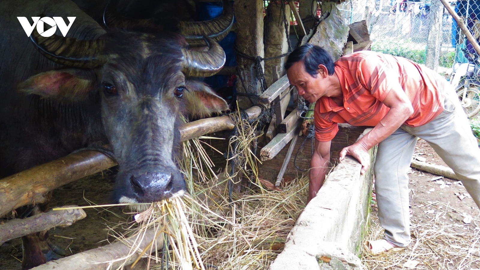 Năm Sửu nghe đồng bào Hrê kể chuyện “ông Trâu” xóa đói giảm nghèo