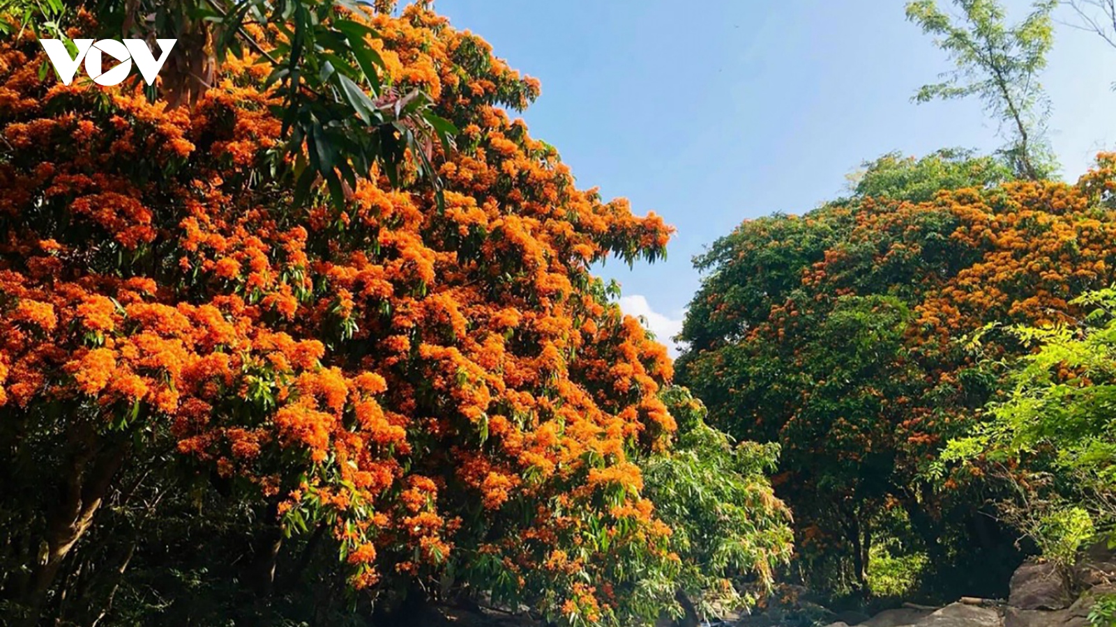 Bình Định: Hoa trang rừng nở rực rỡ hút khách tham quan