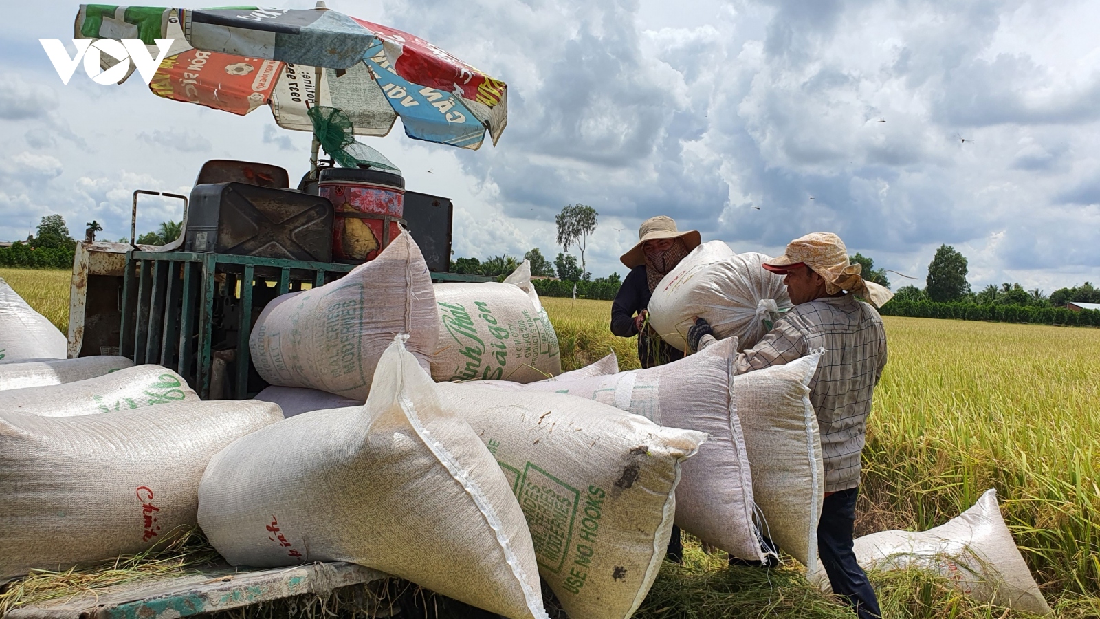 Né được hạn mặn, người dân ĐBSCL thắng lợi lớn trong vụ lúa Đông Xuân