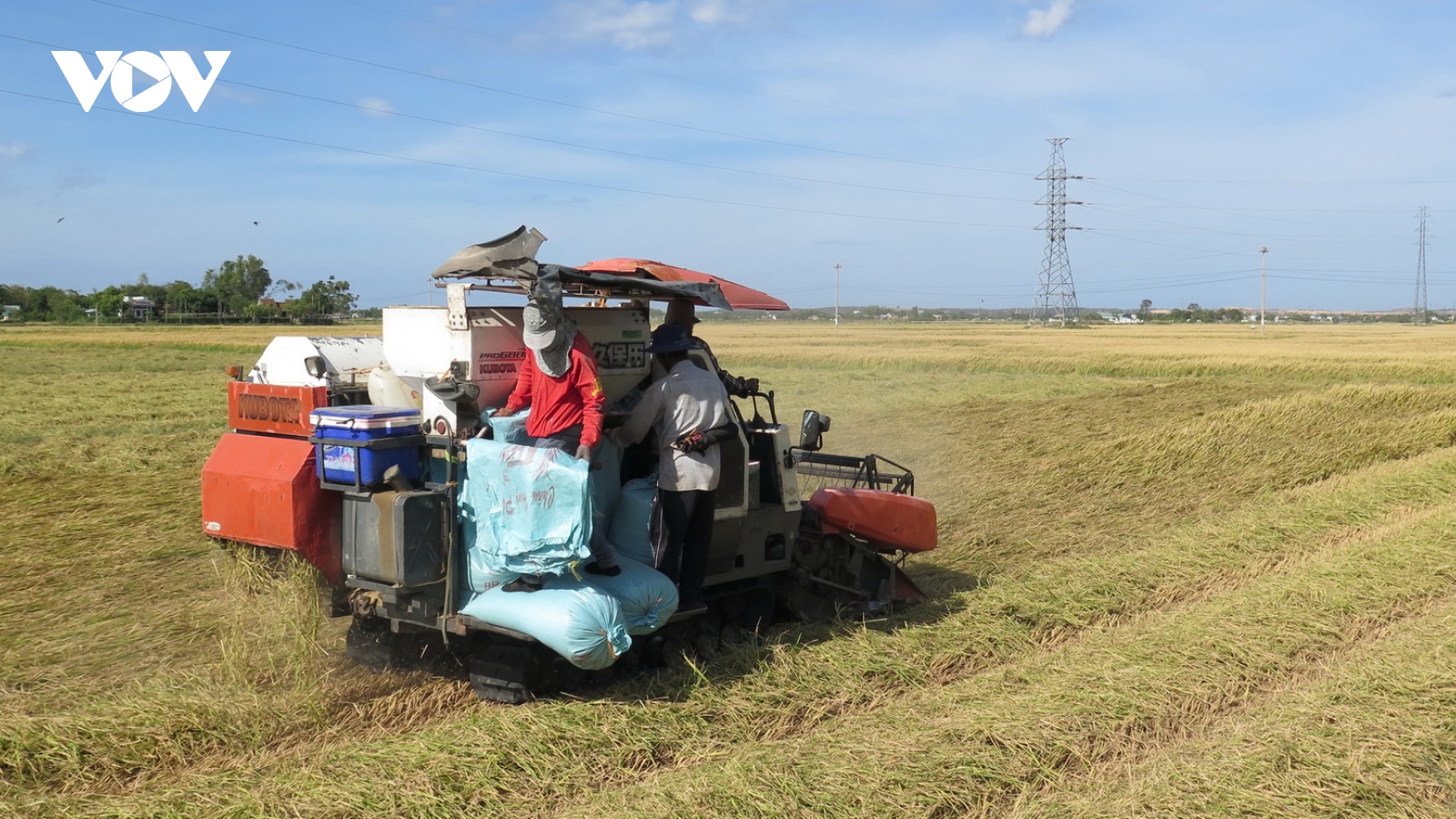 Vụ lúa Đông Xuân được mùa, được giá, nông dân Bình Định phấn khởi