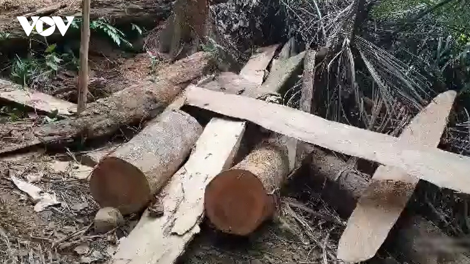 Ai "tiếp tay" cho lâm tặc đưa gỗ ra khỏi rừng phòng hộ tại Quảng Trị