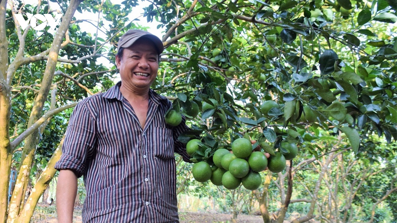 Cây ăn quả giúp người dân miền núi Quảng Nam làm giàu