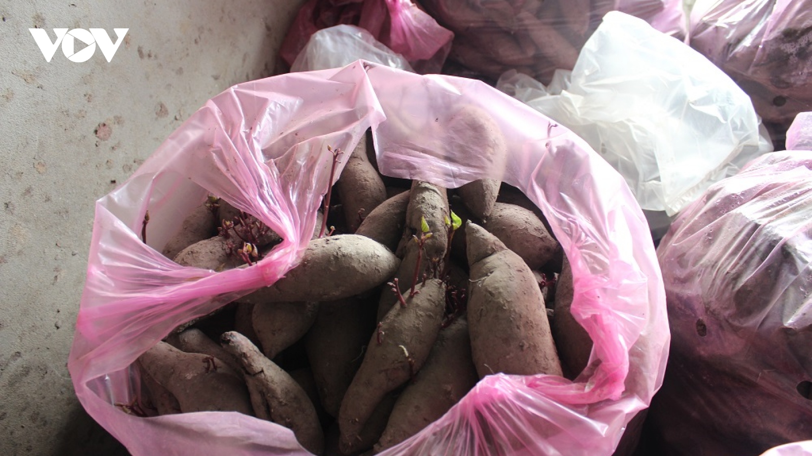 Giá khoai lang xuống thấp, nông dân Vĩnh Long thua lỗ