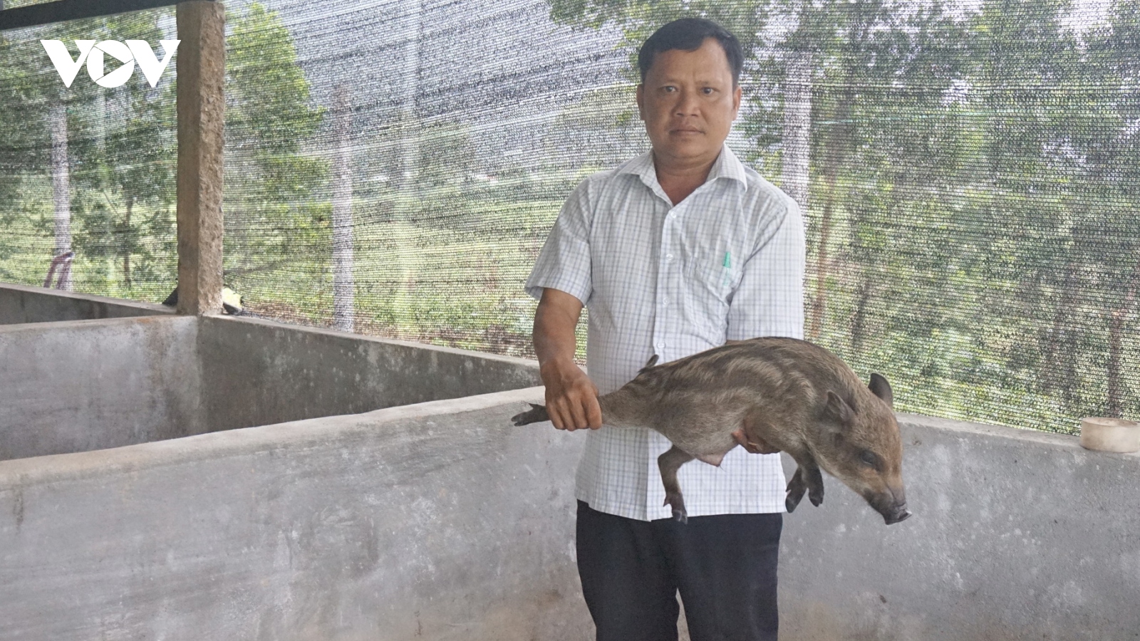 Đảng viên người Cơ Tu nuôi heo rừng thu lãi hàng trăm triệu đồng mỗi năm