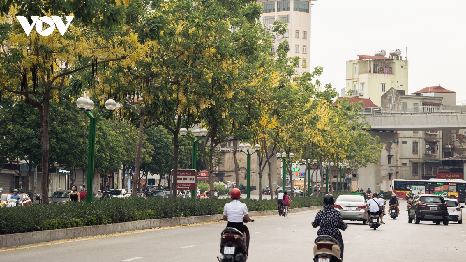 Ngắm hoa muồng hoàng yến "nhuộm vàng" góc phố Hà Nội