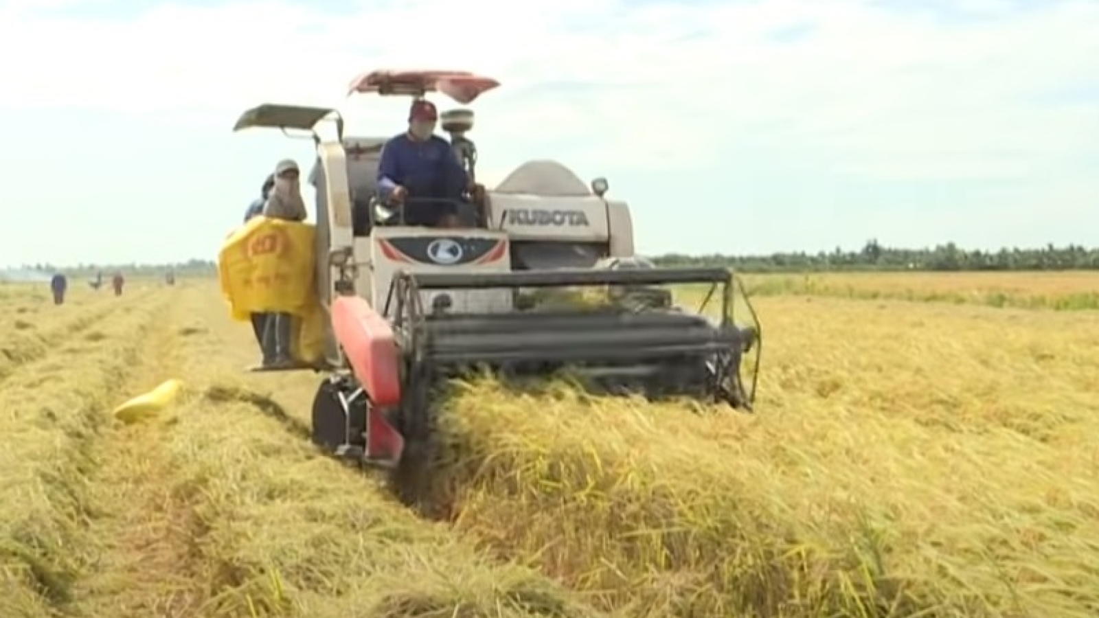 Gánh nặng đè lên vai người dân khi giá phân bón tăng, giá lúa giảm