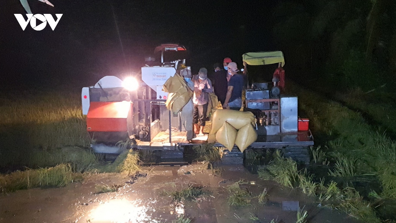 Nông dân Cà Mau ngày đêm thu hoạch lúa vì lo ngập lụt