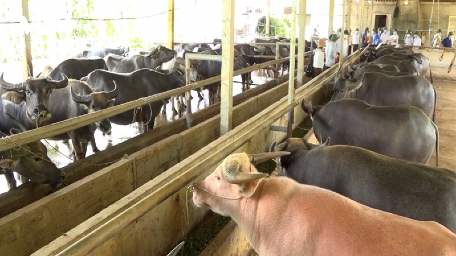 Chàng trai dân tộc Tày, nuôi trâu thành tỷ phú