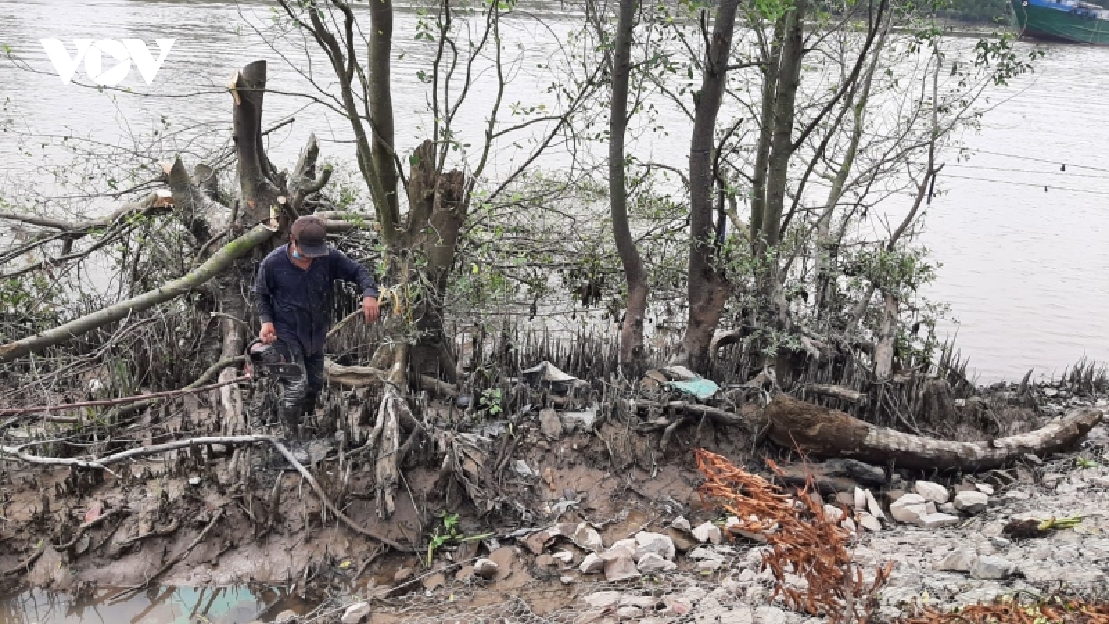 Ra mắt xã nông thôn mới nâng cao, hàng loạt cây xanh bảo vệ bờ kè bị đốn hạ