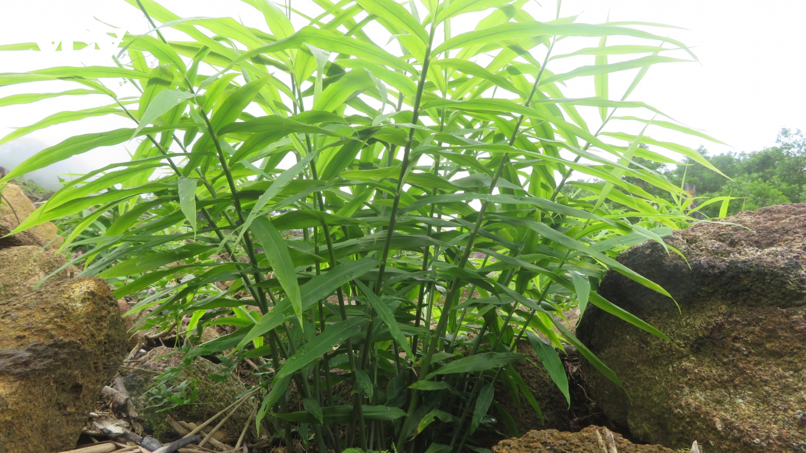 Cây dược liệu mang tới cơ hội thoát nghèo cho vùng cao Quảng Ngãi