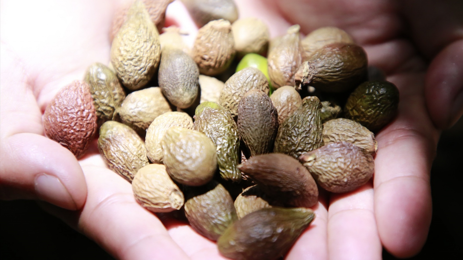 Quảng Nam bảo vệ cây ươi rừng gắn với phát triển du lịch