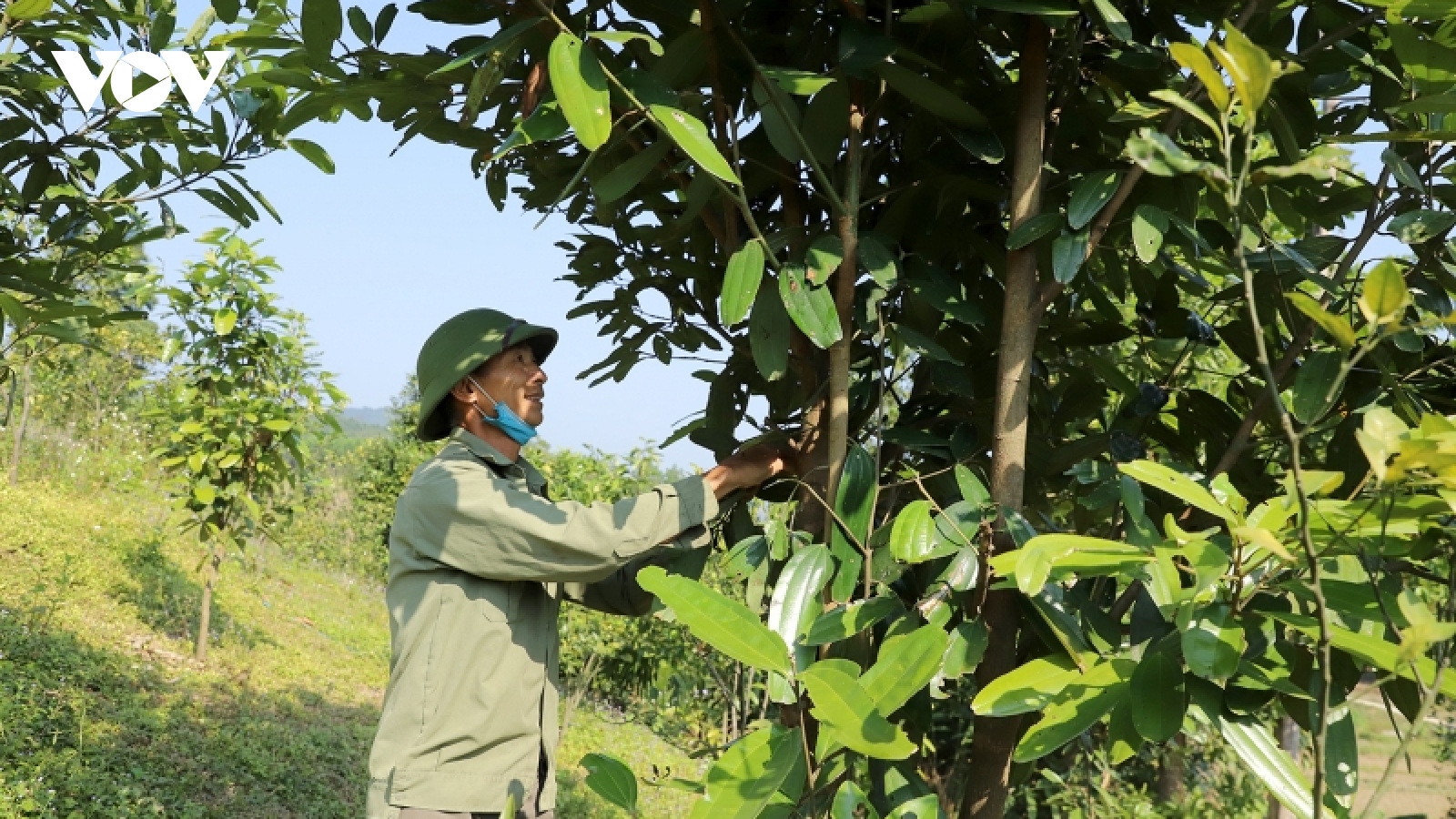 Giúp nông dân "đổi đời" từ trồng cây bản địa, cây gỗ lớn