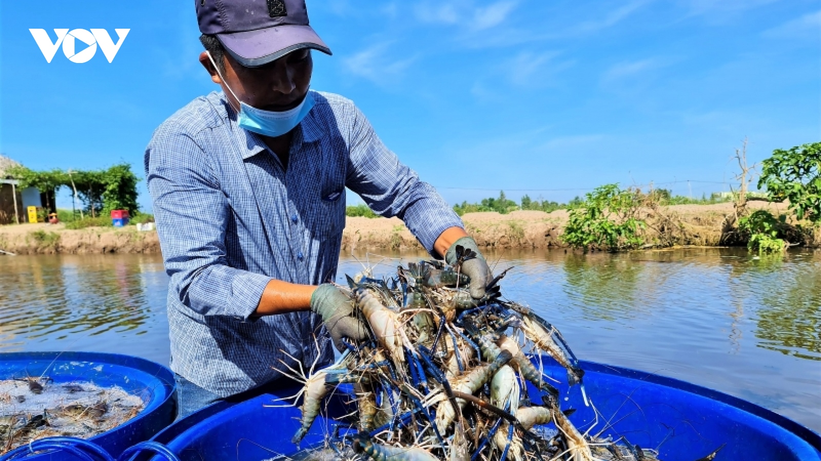 Mùa vàng trên cánh đồng lúa - tôm ở Cà Mau