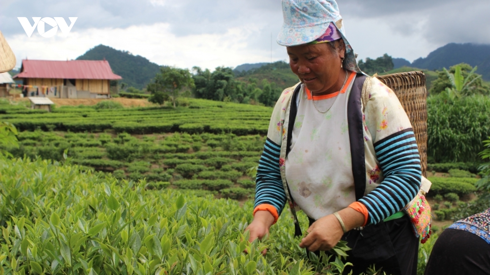 Sắc màu nông thôn mới ở vùng cao Thuận Châu