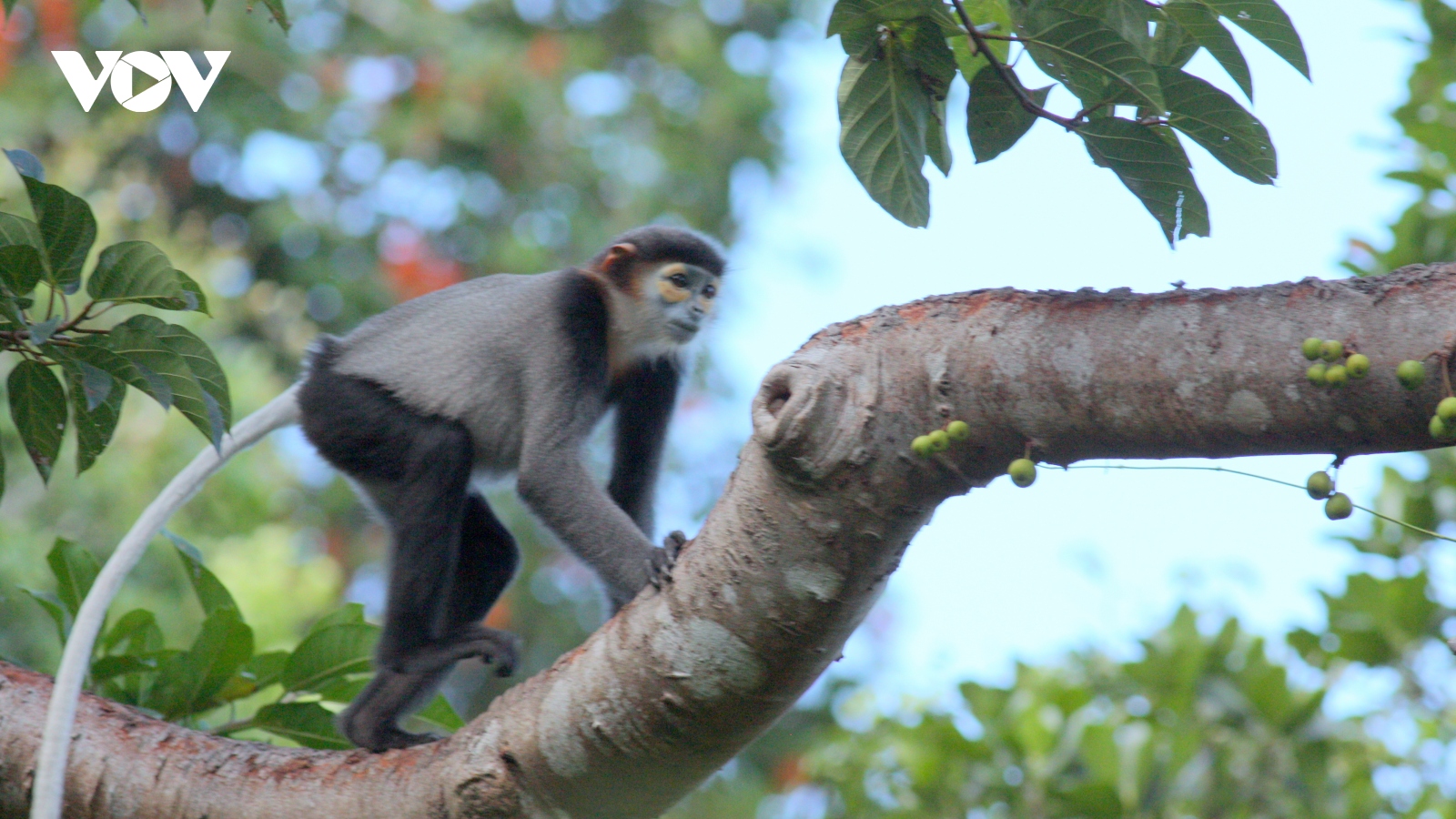 Chiến lược quốc gia về đa dạng sinh học đến năm 2030, tầm nhìn đến năm 2050