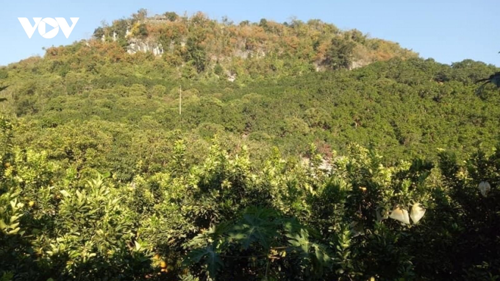 Mô hình xen canh táo, bưởi trên đất dốc giúp nông dân Sơn La làm giàu