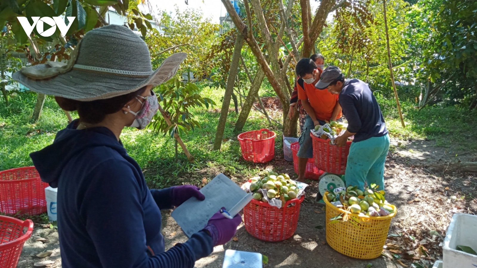 Kết nối tiêu thụ hàng hóa giữa các tỉnh ĐBSCL với TP.HCM
