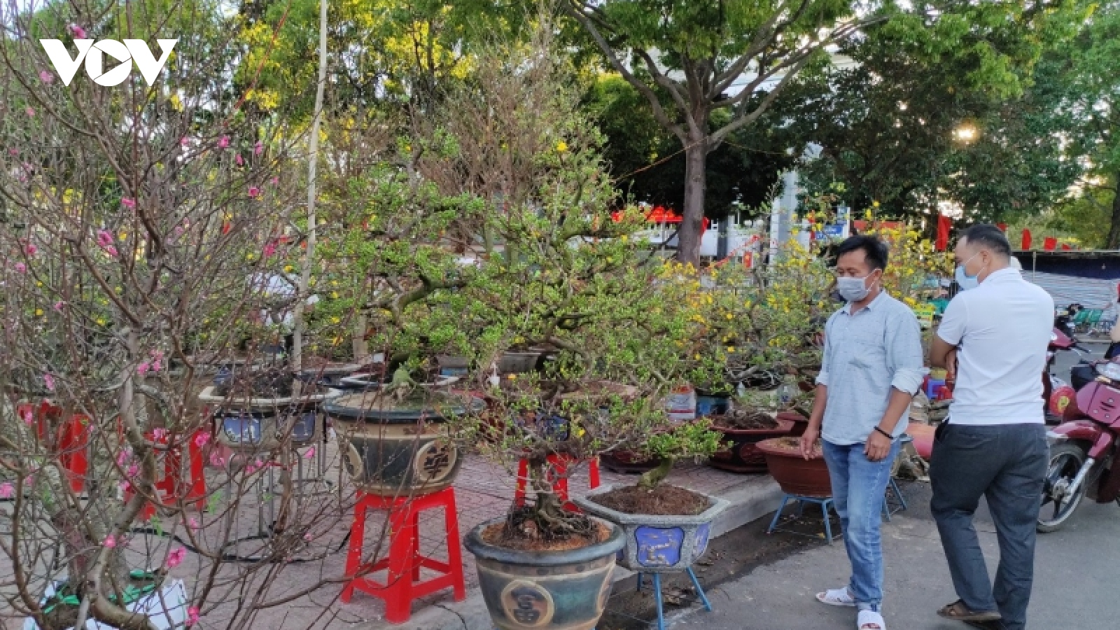 Thị trường hoa Tết ở Đắk Lắk đìu hiu