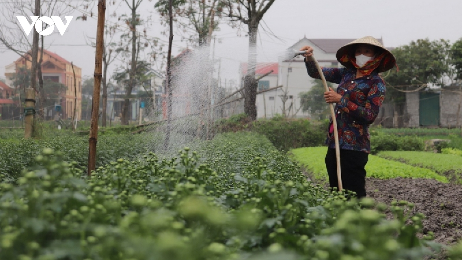 Lo lắng vụ rau không kịp Tết, vườn hoa vắng thương lái hỏi mua