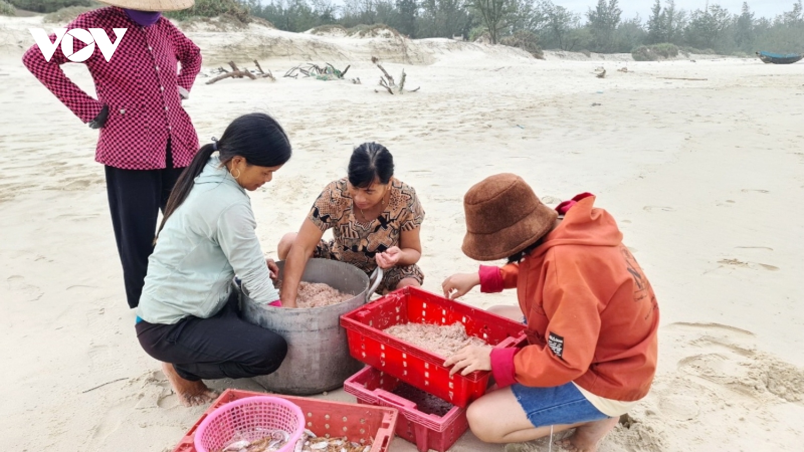 Ngư dân Quảng Bình được mùa ruốc đầu năm mới