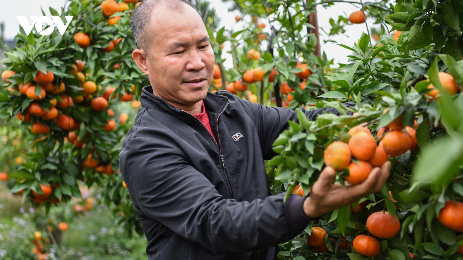 Cam mẫu mã “độc-lạ” hứa hẹn một tết bội thu cho người Bắc Giang