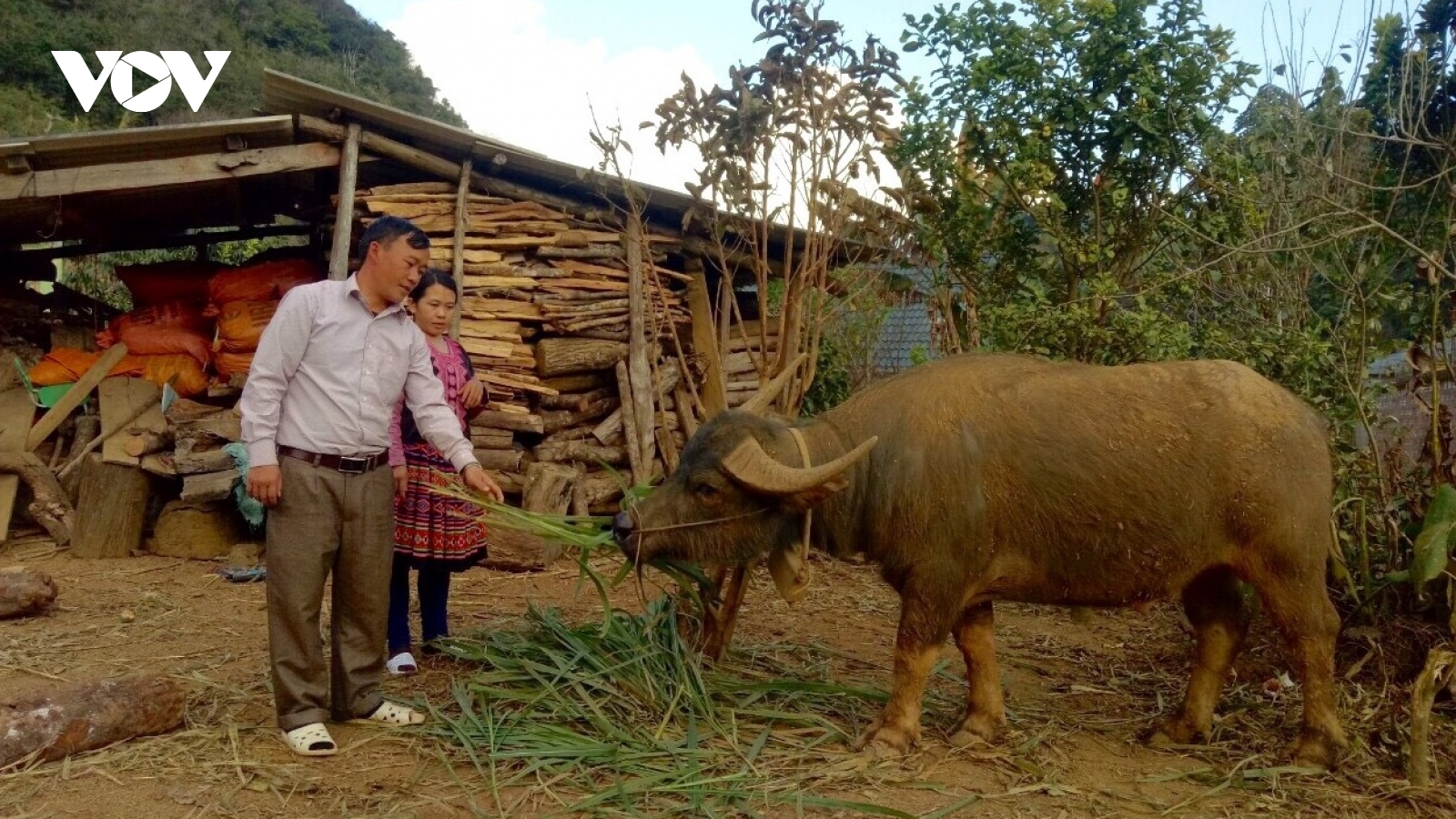 Giá rét làm hơn 1.000 con gia súc ở Sơn La bị chết, thiệt hại hơn 14 tỷ đồng