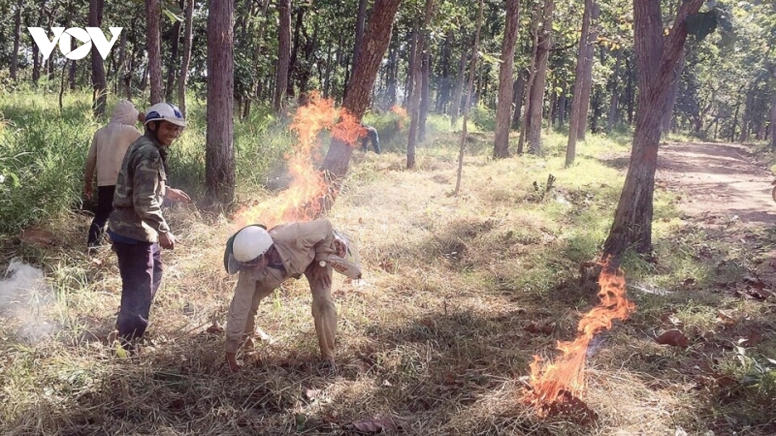 Bảo vệ hệ sinh thái rừng khộp tại Vườn quốc gia Yok Đôn trong mùa khô