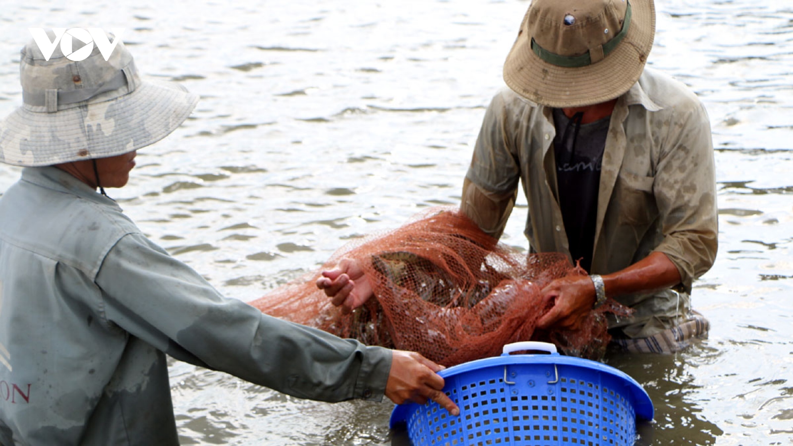 Giá thành nuôi tôm của Việt Nam đang thuộc nhóm cao nhất thế giới