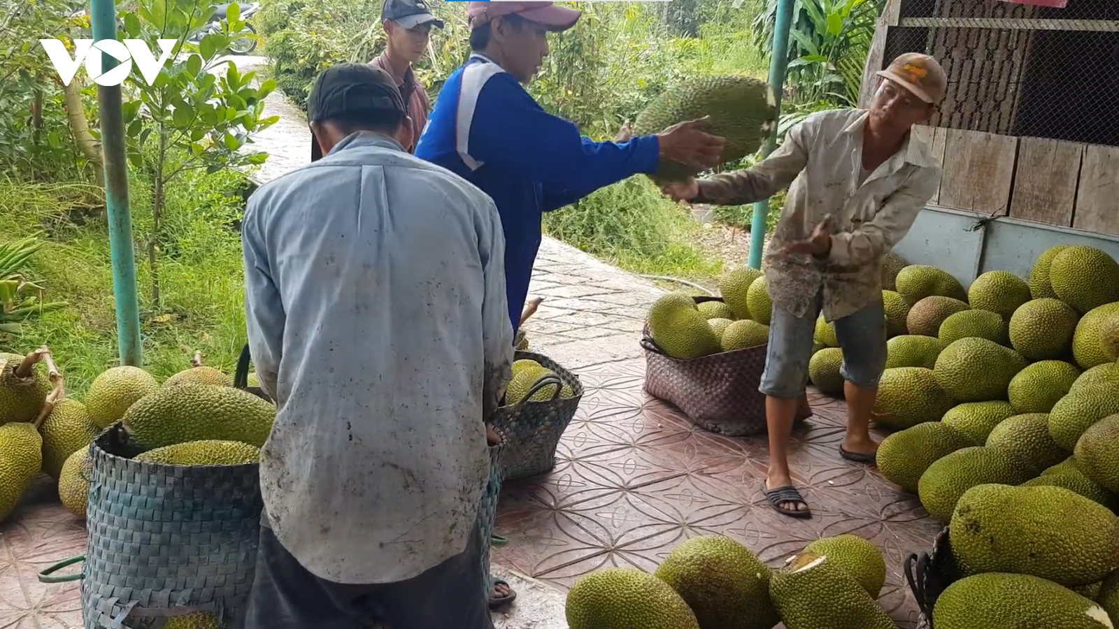 Mít Thái và sầu riêng Vĩnh Long tăng giá, cung không đủ cầu