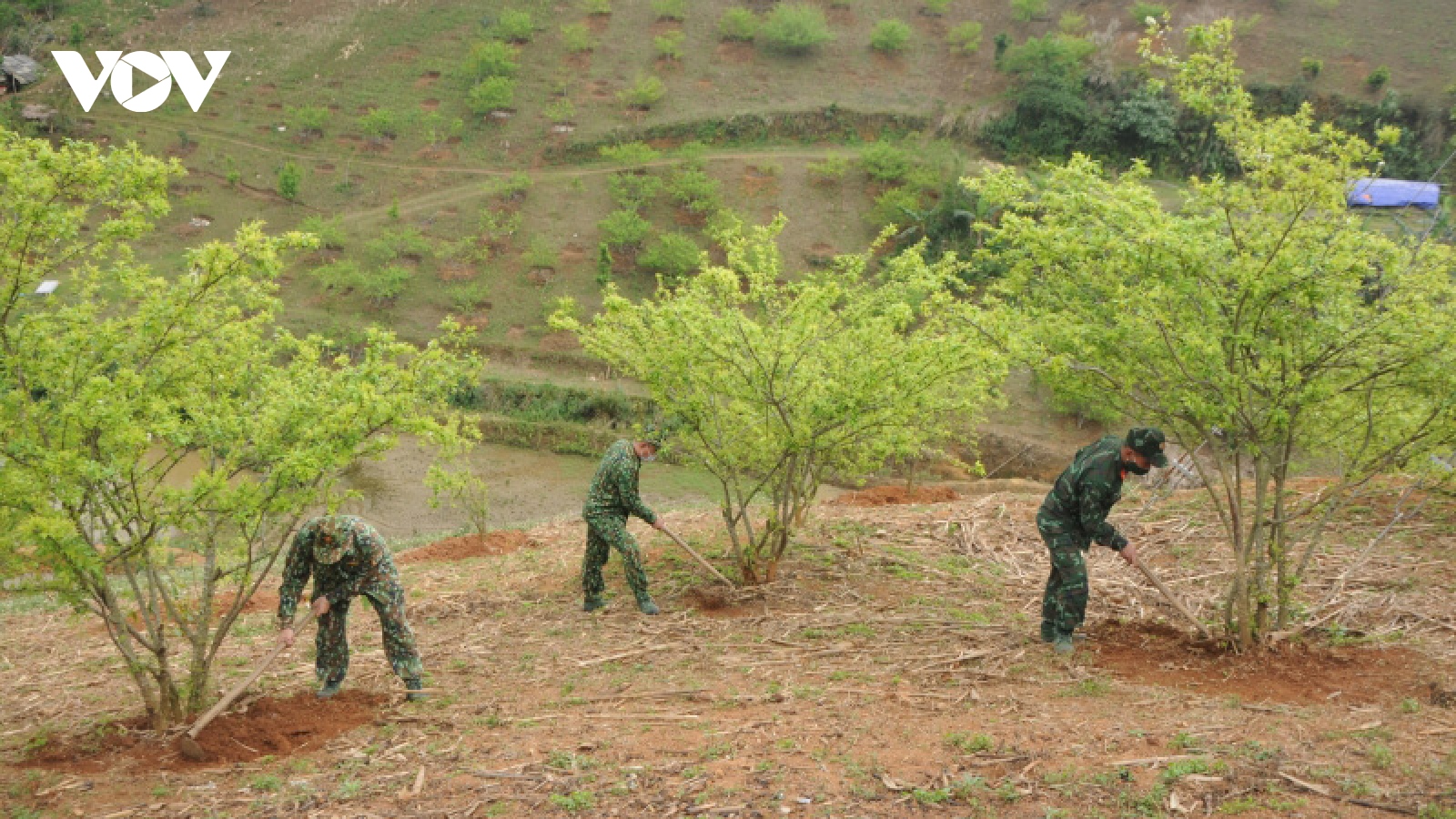 Lính biên phòng Chiềng On cùng dân xóa đói, giảm nghèo