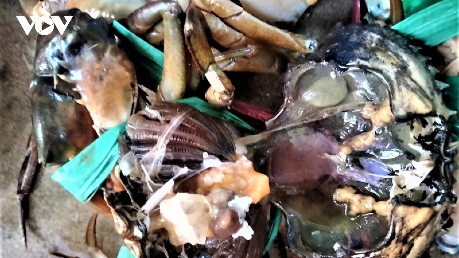 Người nuôi cua ở Cà Mau làm gì để hạn chế thiệt hại?