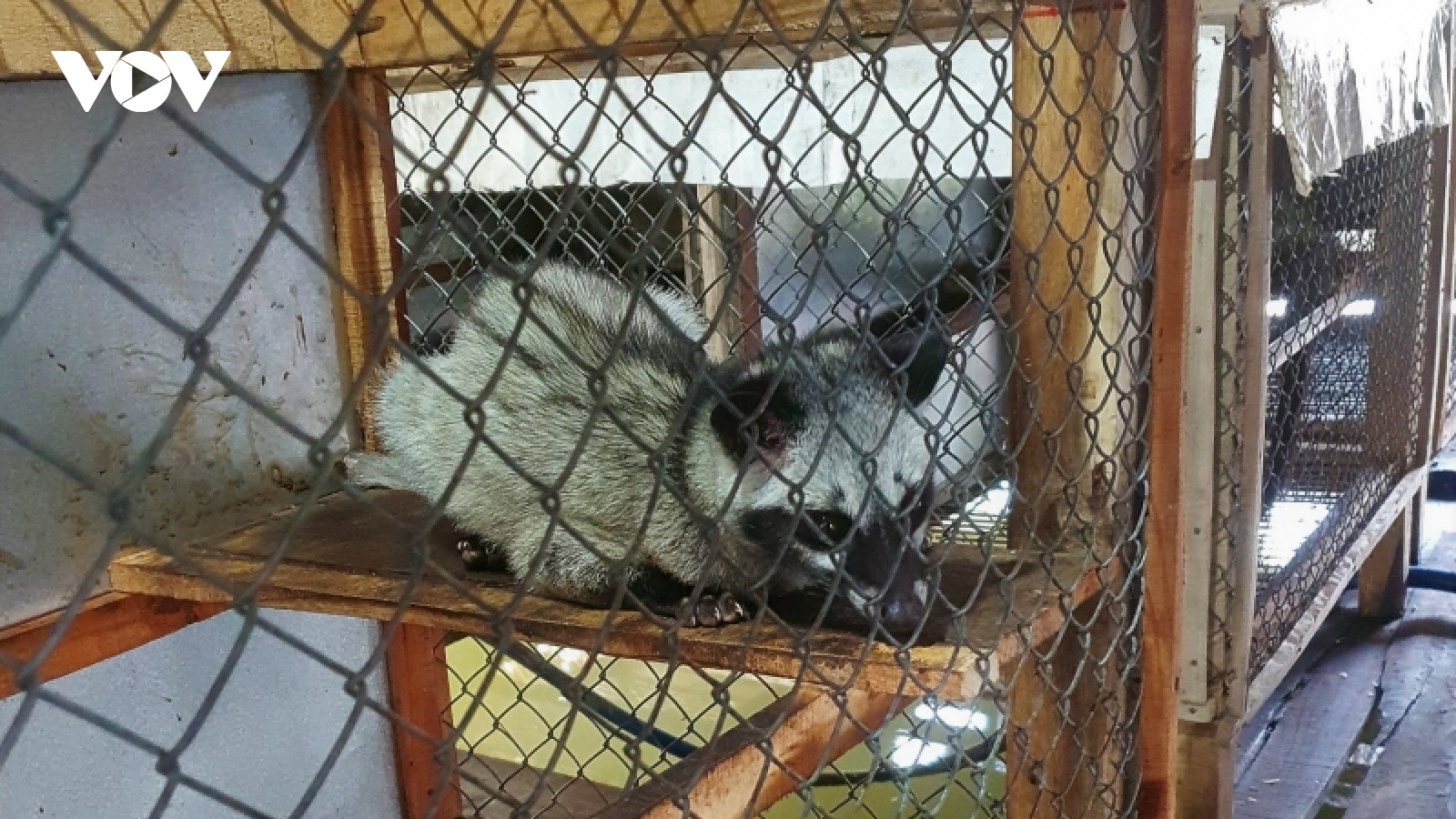 "Lão nông" miền Tây đổi đời nhờ nuôi loại động vật quý, hàng không đủ bán