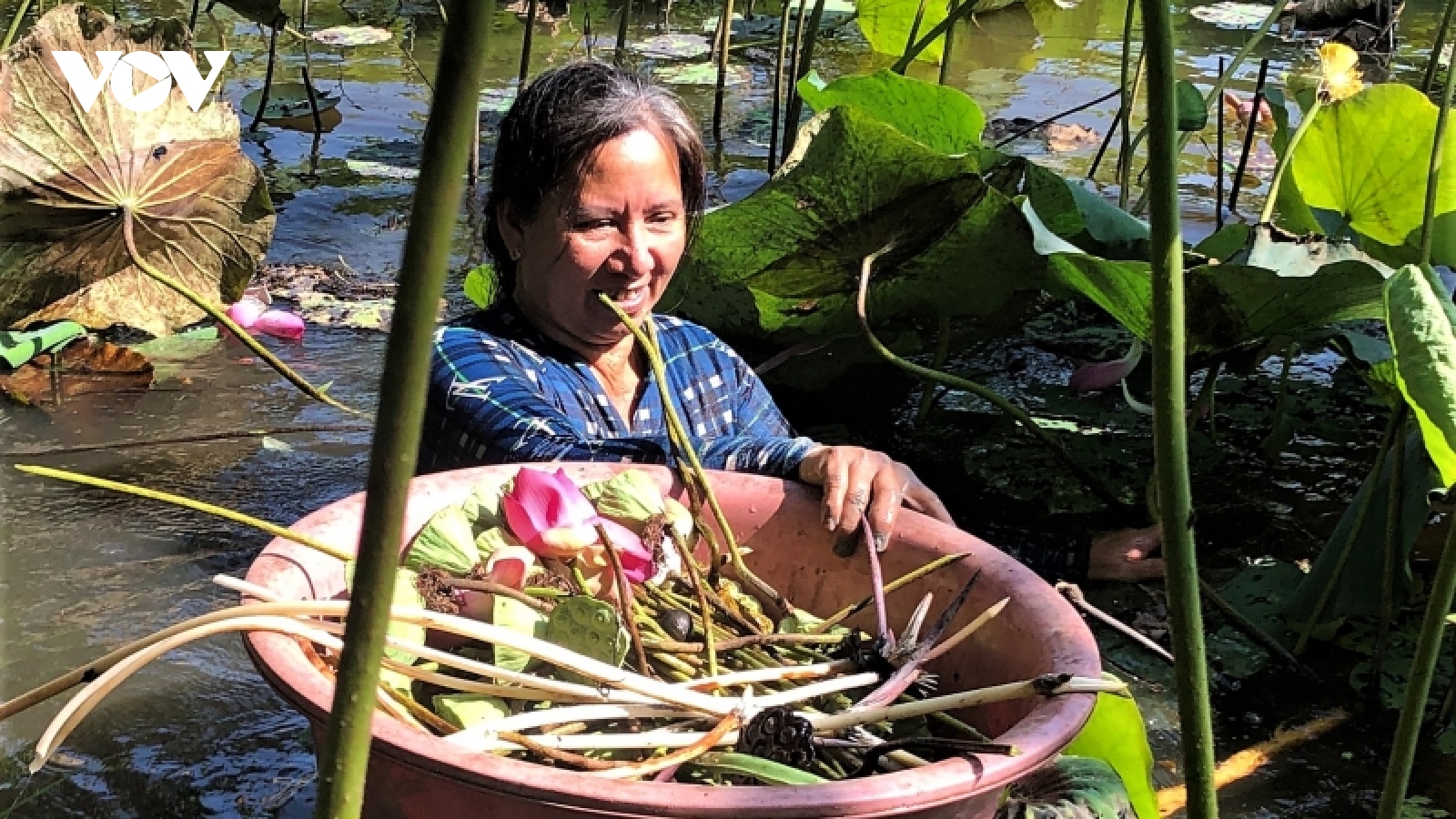 Vươn lên nhờ trồng sen ở vùng đất phèn U Minh hạ