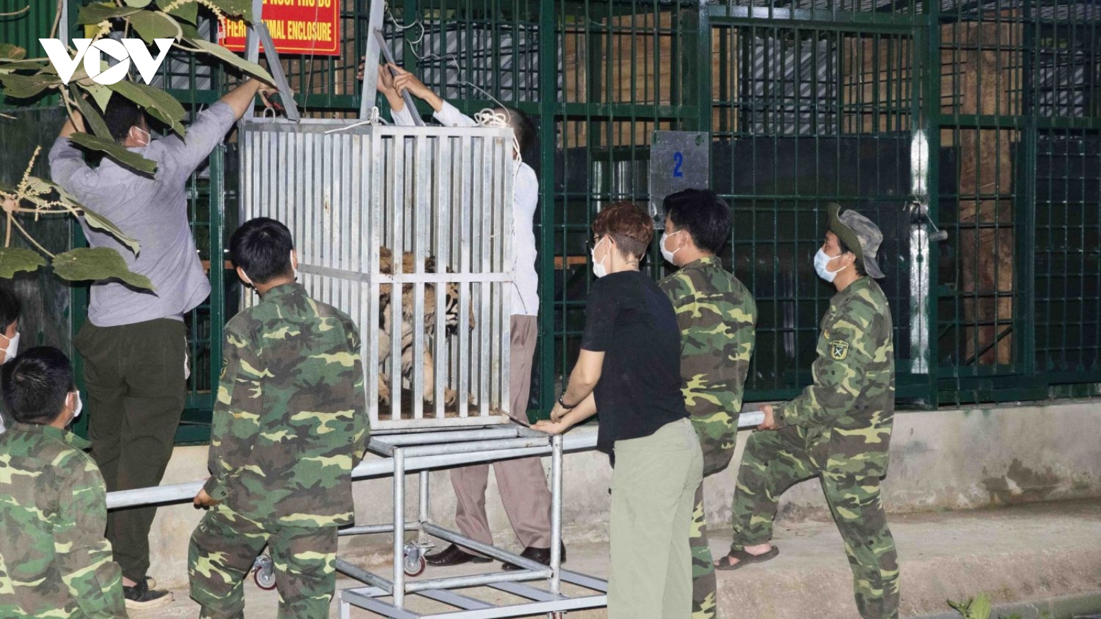 7 cá thể hổ Đông Dương đã được đưa về nuôi tại Vườn Quốc gia Phong Nha-Kẻ Bàng