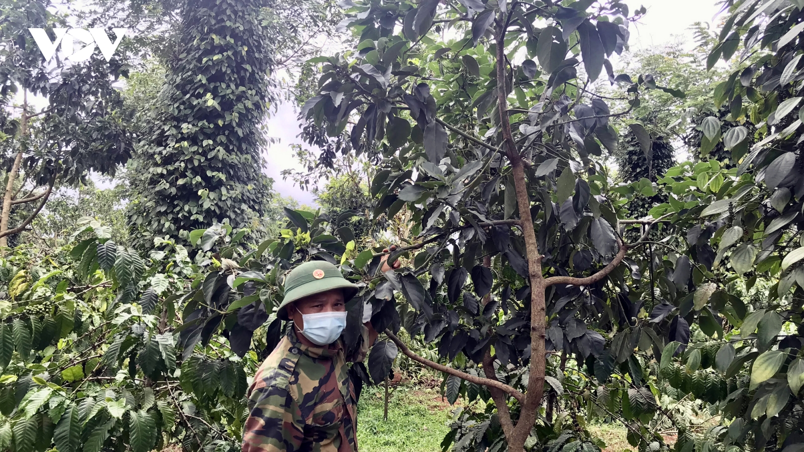 Đắk Lắk mất mùa bơ vì mưa trái vụ