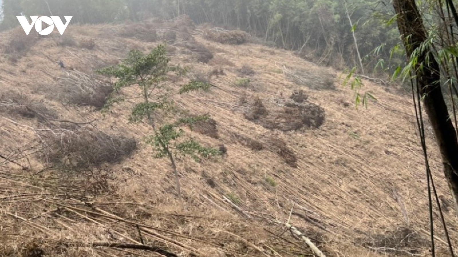 Bắc Kạn phát hiện, xử lý hơn 80 vụ phát rừng, phá rừng trái phép