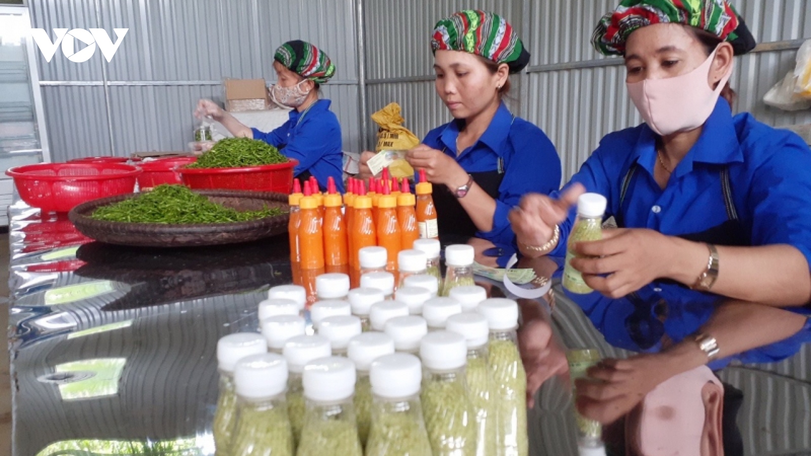 Làm giàu từ quả ớt Ariêu “tí hon”