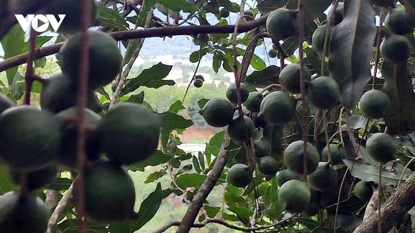 Lai Châu phấn đấu thành thủ phủ mắc ca của cả nước