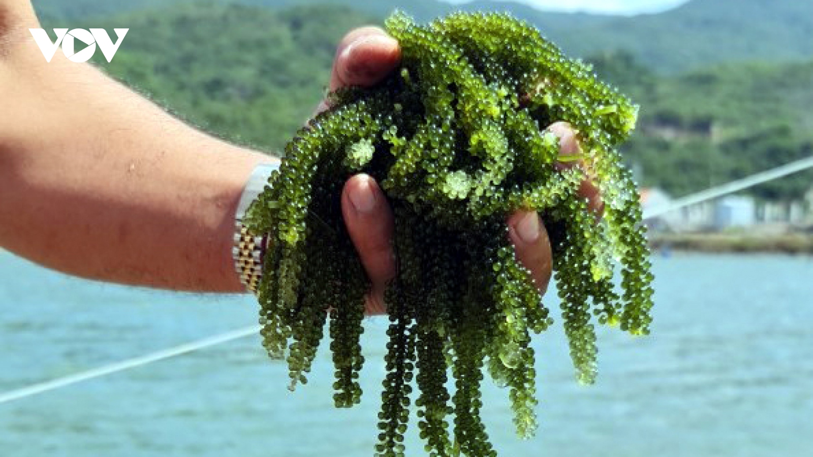 Rong nho Khánh Hòa: Nhiều tiềm năng phát triển