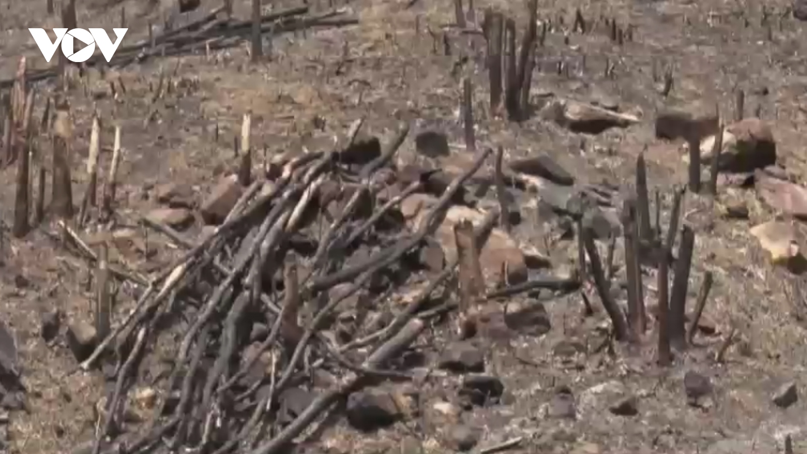 Đắk Lắk làm rõ trách nhiệm cá nhân, tập thể để xảy ra phá rừng trái phép