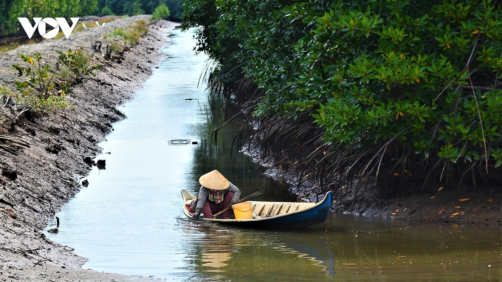 Nâng tầm “Tôm sú Cà Mau”