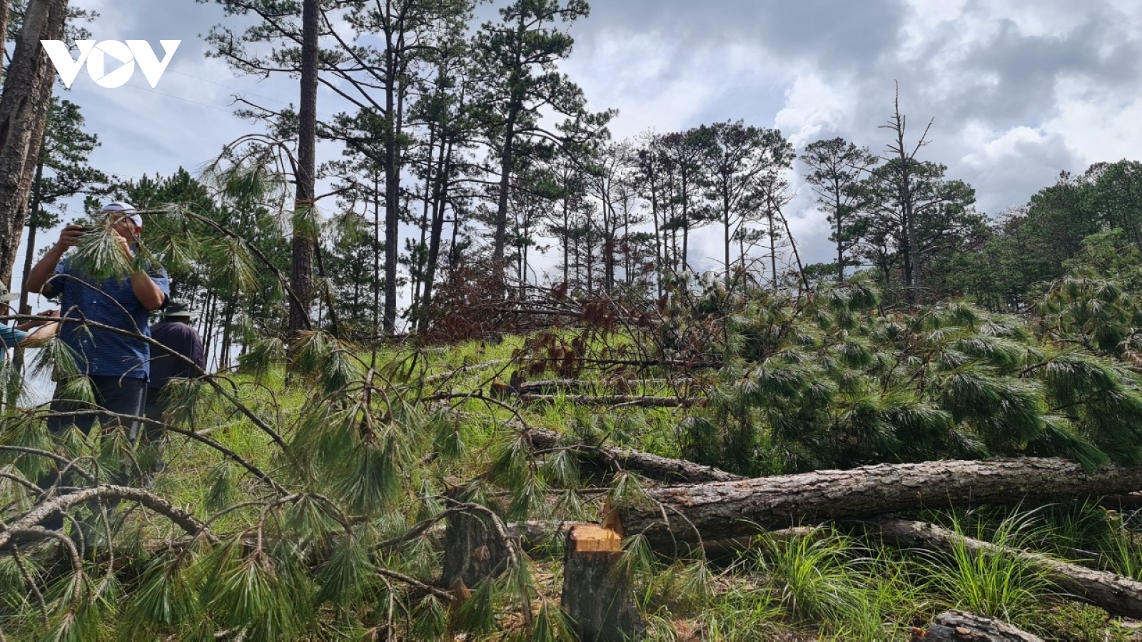Hàng trăm cây thông rừng phòng hộ Đà Lạt bị kẻ gian đốn hạ