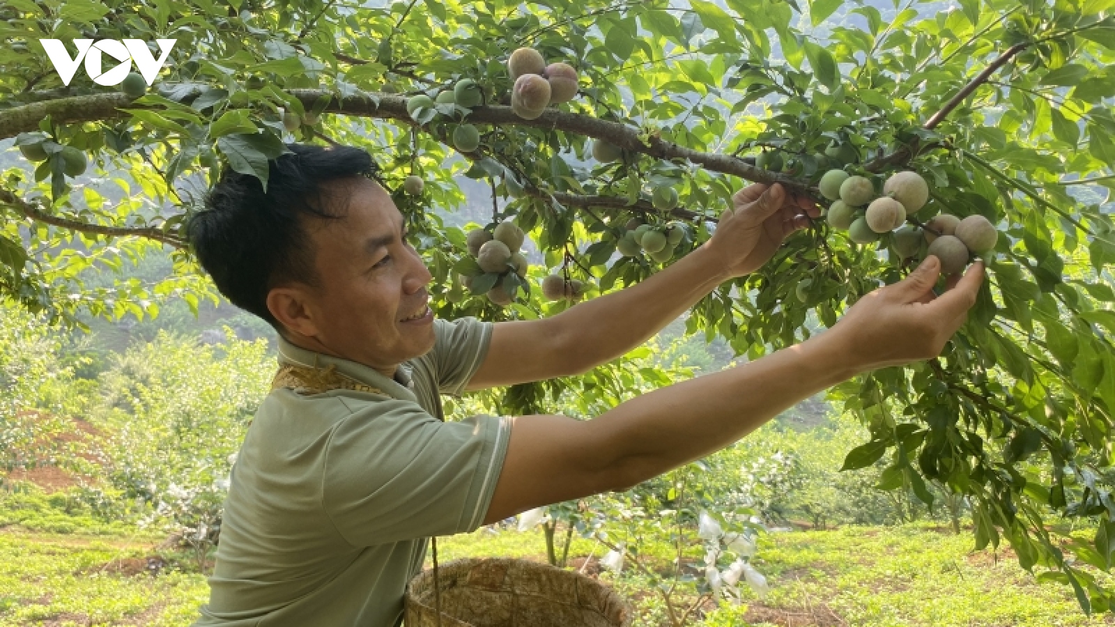 Bỏ ngô, trồng mận chín sớm, chín muộn - Nông dân Phiêng Khoài làm giàu